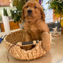 Golden Retriever Puppies from Red Prairie Retrievers