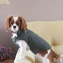Cavalier King Charles Spaniels from Robins Pups