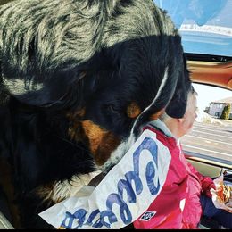 Bernese Mountain Dog Puppies from Lonesome Pine Farm