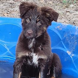 Quinn - Red tri-color Australian Shepherd puppy in Floresville, Texas from Thundering Hooves Ranch's Australian Shepherds