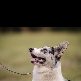 Love Bug - Blue merle and white male Cardigan Welsh Corgi puppy in Kerens, West Virginia from Leather & Lace