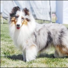 Avalon - Shetland Sheepdog