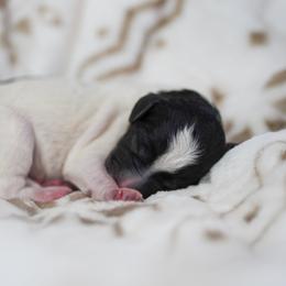 Lavender - Tri-color female Bernedoodle puppy in Delta, Pennsylvania from KEE Bernedoodles