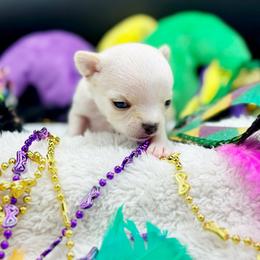 JoJo - Cream female Chihuahua puppy in Lee Center, New York from Alfheim-Andromeda Chihuahua's (A &A's)
