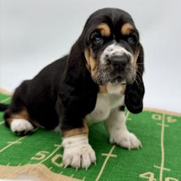 Butterscotch Square - Black tan and white male Basset Hound puppy in Konawa, Oklahoma from Circle H Basset Hounds