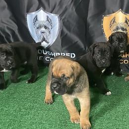 Cane Corso from Thoroughbred Cane Corso