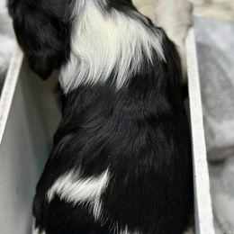 Cavalier King Charles Spaniel and Labrador Retriever Puppies from Happy Tails Kennel