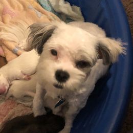 Ginger Eierdam - Shih Tzu