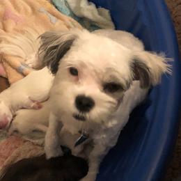 Ginger Eierdam - Shih Tzu