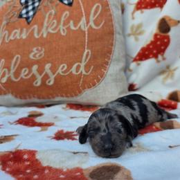 Dapple girl 1 - Dapple female Dachshund puppy in West Plains, Missouri from Spring Creek Dachshunds
