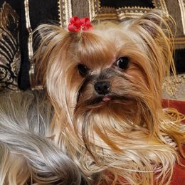 LUCI - Yorkshire Terrier