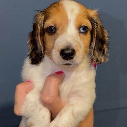 Boy 1 - Red male Dachshund puppy in Brookhaven, Mississippi from Southern Grace Doxies