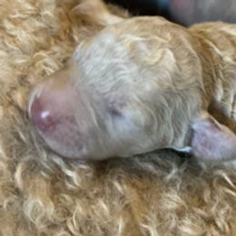 Boy 1 - male Labradoodle puppy in Toledo, Washington from Bigfoot Doodles