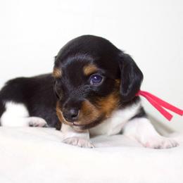 Girl 2 - Piebald female Dachshund puppy in Mapleton, Utah from Utah County Dachshunds