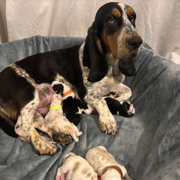 Bama - Basset Hound