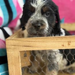 Sweetheart mint - Black white and tan female English Springer Spaniel puppy in Cleburne, Texas from Powers English Springer Spaniels