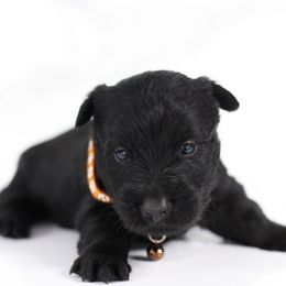 Connor - Black male Scottish Terrier puppy in Mount Joy, Pennsylvania from K&M Kennel