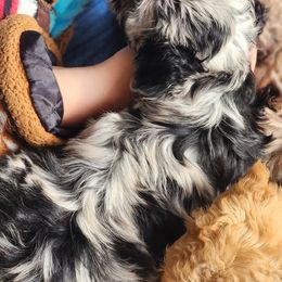 Aussiedoodle Puppies from My Classy Doodles