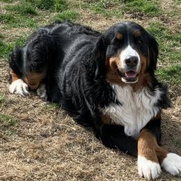 Holly - Bernese Mountain Dog