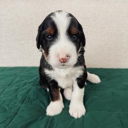 Padfoot - Tri-color male Bernedoodle puppy in Apache Junction, Arizona from Coffey House Doodles