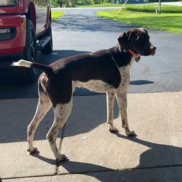 Rip - German Shorthaired Pointer