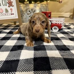 Bailey - Dapple female Dachshund puppy in Dawson, Alabama from Bells Dashing Dachshunds