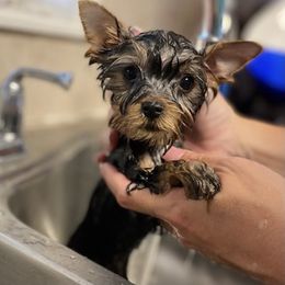 Yorkshire Terrier Puppies from Exquisite Yorkies