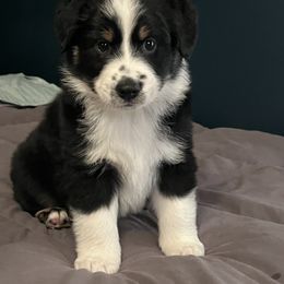 Miniature American Shepherd Puppies from Little Loves Farm