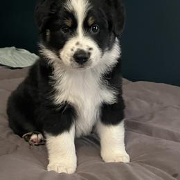Miniature American Shepherd Puppies from Little Loves Farm