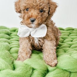 Mickey - Red  Poodle puppy in Saginaw, Michigan from Anytime Doodles