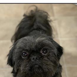 Sammy - Shih Tzu