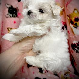 Maltese Puppies from Prime Malteses