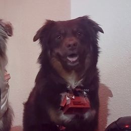 Miniature American Shepherds from Mini American Heros