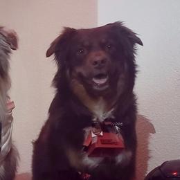 Miniature American Shepherds from Mini American Heros