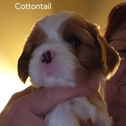 Cottontail - Blenheim Cavalier King Charles Spaniel puppy in Geff, Illinois from Angelic Cavaliers