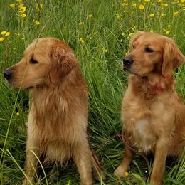 Golden Retrievers from Pumpkin Harbor Goldens
