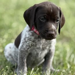 Girl 2 - Liver and white female German Shorthaired Pointer puppy in Laurel, Montana from Upland Points Gun Dogs