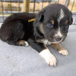 Amber (yellow) - Black tri-color female Australian Shepherd puppy in Okeechobee, Florida from Rothsolid Puppies