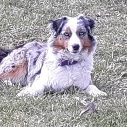 Willow  - Australian Shepherd
