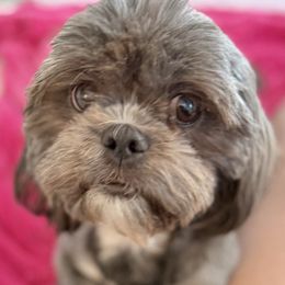 Isabella - Blue female Shih Tzu puppy in Stafford, Virginia from Bayview Pups