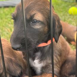 Prince Rudy Jr. - Red male Afghan Hound puppy in Cottonwood, California from California Royal Afghans