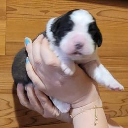 Bathsheba - Brown and white female Saint Bernard puppy in Lowpoint, Illinois from Minnie's Majestic Saints