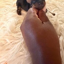 Pink - Black and tan female Yorkshire Terrier puppy in Selden, New York from Alisha's Yorkshire Terriers