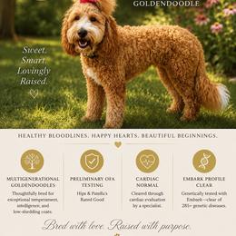 Lulu - Goldendoodle