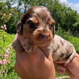 Zana - Dapple female Dachshund puppy in Moreno Valley, California from rdachshunds