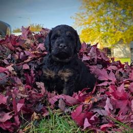 Terra - Black female Labradoodle puppy in Genoa City, Wisconsin from Sakura Pups