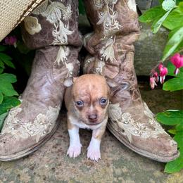 Alice - Chocolate brindled fawn female Chihuahua puppy in New Enterprise, Pennsylvania from Kayla's Chihuahuas