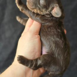 Hershey ( Choco Phantom) - Brown and tan male Cockapoo puppy in Dayton, Ohio from Batdogsndoodles