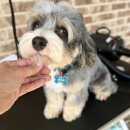 Cockpoo boy - Merle male Cockapoo puppy in Saginaw, Texas from Pawcious Poodles & Doodles