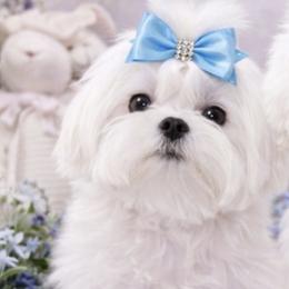 Casper - Maltese